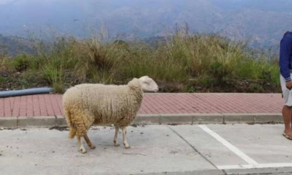 Ισπανία: Έβγαλε βόλτα ένα σκύλο και το πρόβατο εν μέσω καραντίνας και του τα κατάσχεσαν